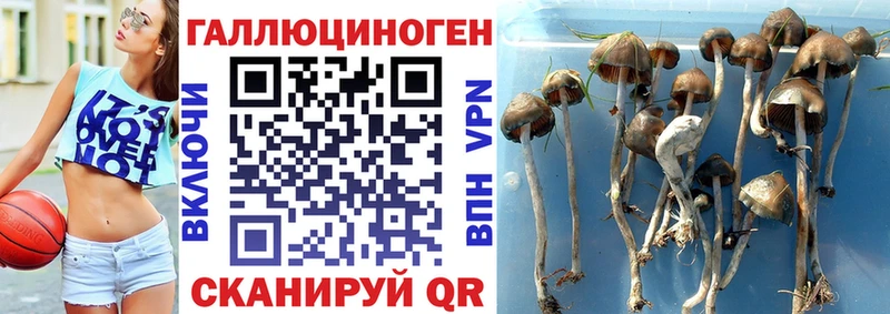 ссылка на мегу ссылка  Сковородино  Галлюциногенные грибы GOLDEN TEACHER 